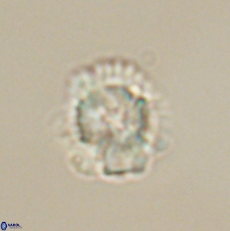 Heliolithus nefroeidis 61705