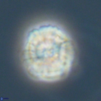 Heliolithus nefroeidis 61706