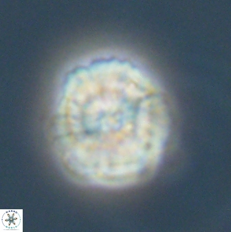 Heliolithus nefroeidis 61706