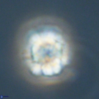 Heliolithus nefroeidis 61707