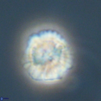 Heliolithus nefroeidis 61708