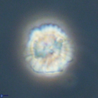 Heliolithus nefroeidis 61709