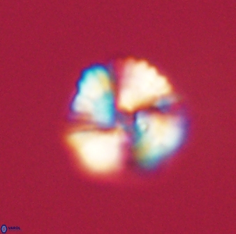 Heliolithus nefroeidis 61700