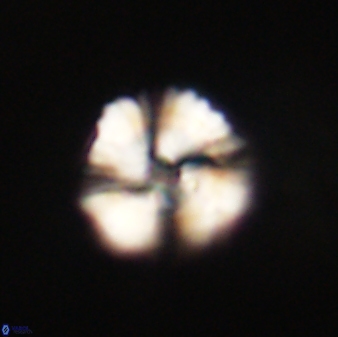 Heliolithus nefroeidis 61701