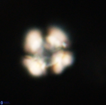 Heliolithus nefroeidis 61702