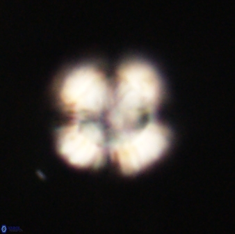 Heliolithus nefroeidis 61714