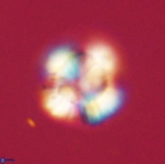 Heliolithus nefroeidis 61715