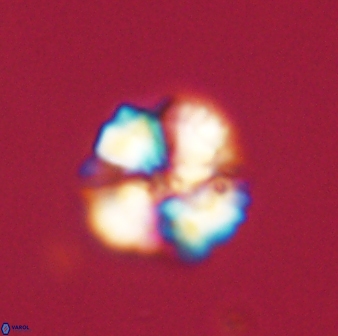 Heliolithus nefroeidis 61716