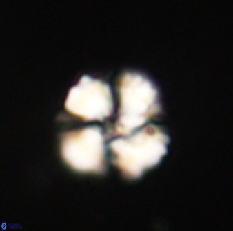 Heliolithus nefroeidis 61717