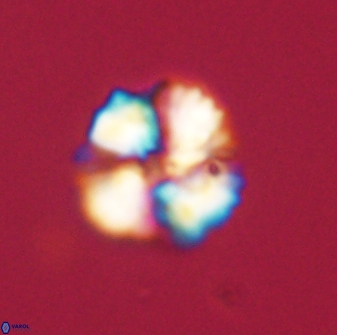 Heliolithus nefroeidis 61710