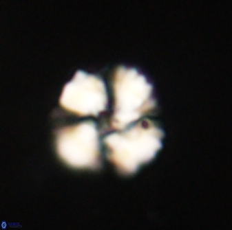 Heliolithus nefroeidis 61711