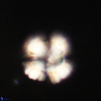 Heliolithus nefroeidis 61713