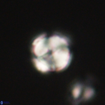 Heliolithus nefroeidis 61867