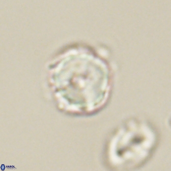 Heliolithus nefroeidis 61868