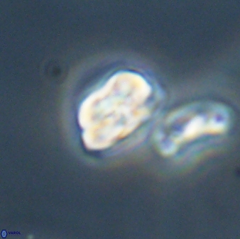 Heliolithus nefroeidis 61876