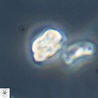 Heliolithus nefroeidis 61876