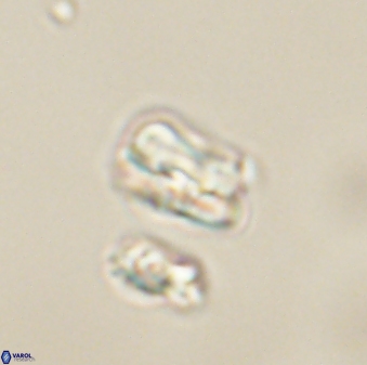 Heliolithus nefroeidis 61878