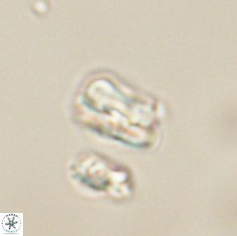 Heliolithus nefroeidis 61878