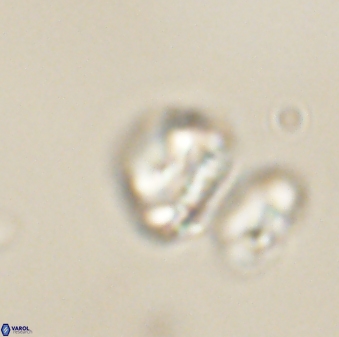 Heliolithus nefroeidis 61879