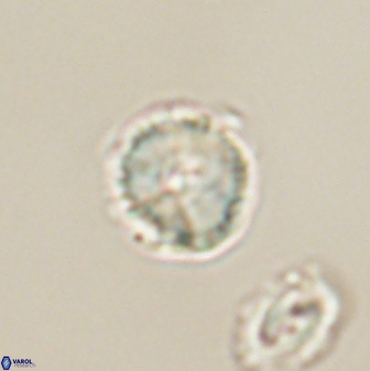 Heliolithus nefroeidis 61870