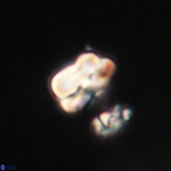 Heliolithus nefroeidis 61885