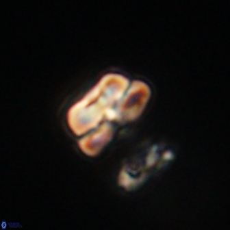 Heliolithus nefroeidis 61886