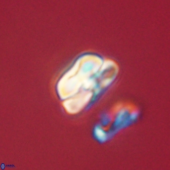 Heliolithus nefroeidis 61888