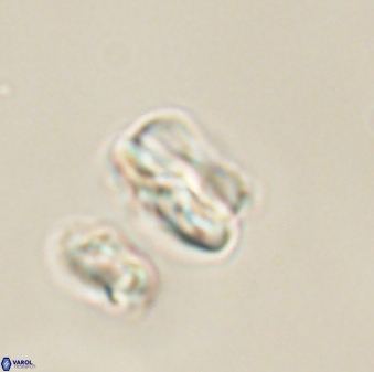 Heliolithus nefroeidis 61881