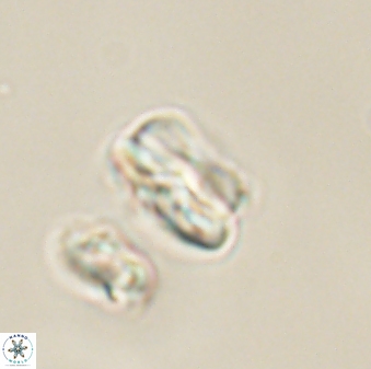 Heliolithus nefroeidis 61881