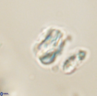 Heliolithus nefroeidis 61882