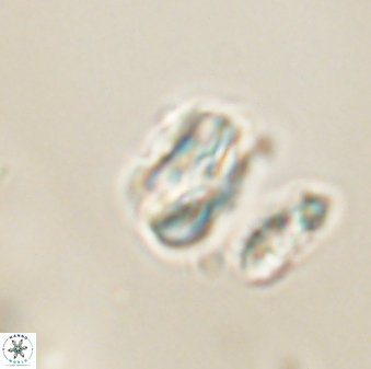 Heliolithus nefroeidis 61882