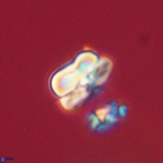 Heliolithus nefroeidis 61883