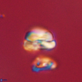 Heliolithus nefroeidis 61895