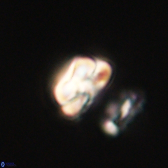 Heliolithus nefroeidis 61897