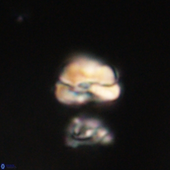 Heliolithus nefroeidis 61891