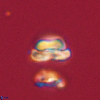 Heliolithus nefroeidis 61908