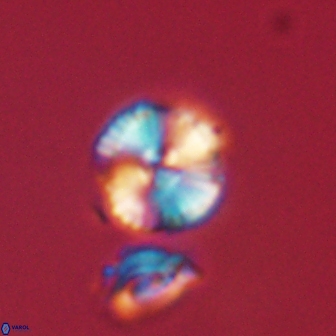 Heliolithus nefroeidis 61909