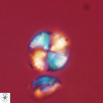 Heliolithus nefroeidis 61909
