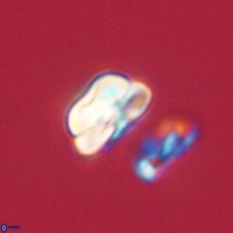 Heliolithus nefroeidis 61901