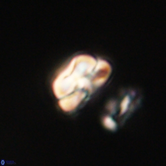 Heliolithus nefroeidis 61903