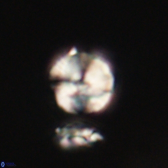 Heliolithus nefroeidis 61910