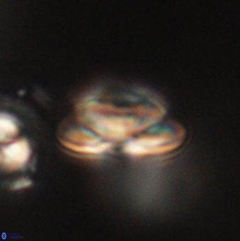 Heliolithus nefroeidis 62059