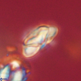 Heliolithus nefroeidis 62064