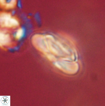 Heliolithus nefroeidis 62065