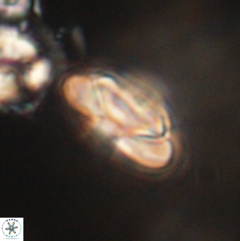 Heliolithus nefroeidis 62066