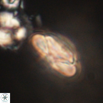 Heliolithus nefroeidis 62067