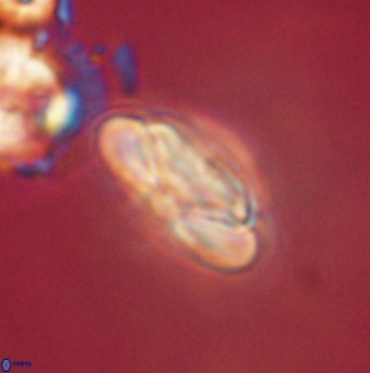 Heliolithus nefroeidis 62068