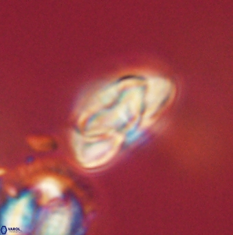 Heliolithus nefroeidis 62061