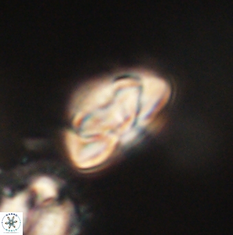 Heliolithus nefroeidis 62062