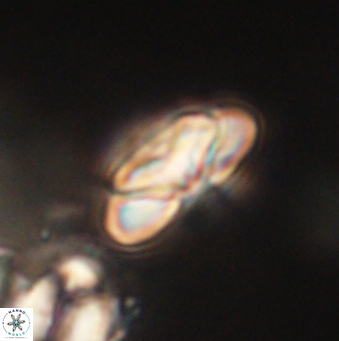 Heliolithus nefroeidis 62063
